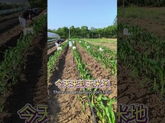 Fall armywrom in maize การควบคุมชีววิทยา spodoptera frugiperda การควบคุมข้าวโพด