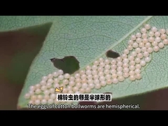 ยาฆ่าแมลงชีวภาพ ยาฆ่าแมลงชีวภาพที่มีชื่อเสียงสูงคือ HaNPV.Bt สําหรับหนอนบอล สําหรับการใช้ในเกษตร