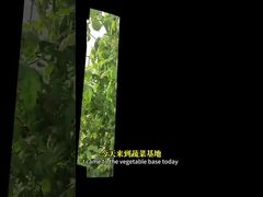 การควบคุมแมลงหวี่ขาวในพืชตระกูลกะหล่ำ ข้าวโพด ฯลฯ ด้วยวิธีการควบคุมทางชีวภาพ