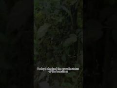 สารกำจัดศัตรูพืชทางชีวภาพโรคใบไหม้ปลายมะเขือเทศ การควบคุมทางชีวภาพของพืชใบไหม้ปลาย