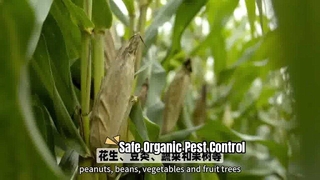 การควบคุมศัตรูพืชแบบออร์แกนิกสำหรับพืชเพื่อสุขภาพ