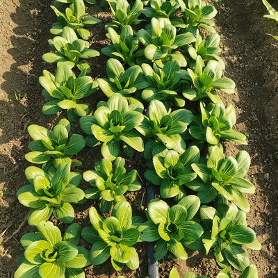 SeNPV Bt best useful pesticide kill vegetable pests Plutella Xylostella environmentally friendly