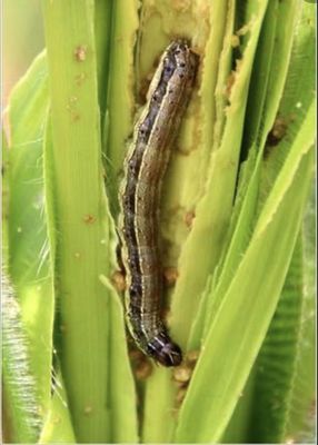 Organic Certified Maize Crop Pesticides for Larval Stage Fall Armyworm Control and Corn Protection
