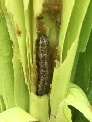 Organic Certified Maize Crop Pesticides for Larval Stage Fall Armyworm Control and Corn Protection