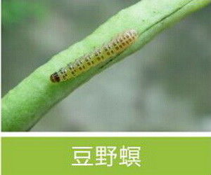 Active Ingredient Pest Virus And Bt Maize Crop Pesticides for Long Shelf Life and Compatible With Other Pesticides