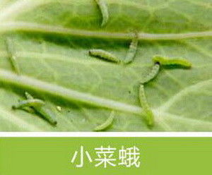 Active Ingredient Pest Virus And Bt Maize Crop Pesticides for Long Shelf Life and Compatible With Other Pesticides