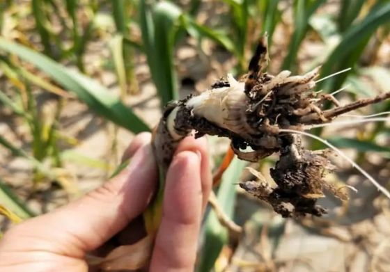 Increase Yield Improve Quality Prevent Leaf Mildew Fusarium Wilt CY30 Environmentally Friendly Fungicide
