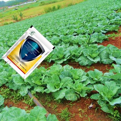 Bio Pesticide PrGV Kill Diamondback Moth Killing Pest in Cauliflower Tomato Broccoli Crops