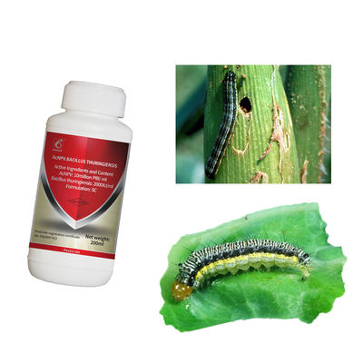 Prevent Fall Armyworm Attack on Maize AcNPV Bt Bio Pesticide Best for Vegetable Growth