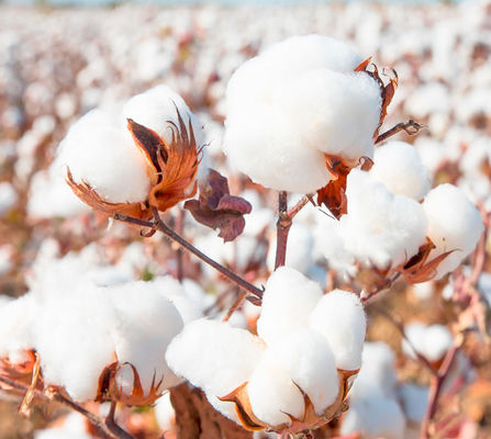 Cotton Tobacco Pepper Pests Insects Killer Organic Pesticide 10 million PIB/mL HaNPV 2000IU/mL Bt 
