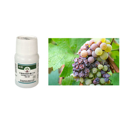Increase Yield Improve Quality Prevent Leaf Mildew Fusarium Wilt CY30 Environmentally Friendly Fungicide