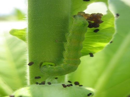 Pure biological preparation HaNPV insecticide kill cotton bollworm Helicoverpa armigera