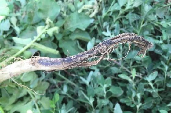 Kasugamycin Land Protection Restoration Effective Fungicide Increse Absorption Penetration