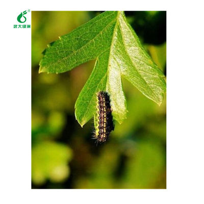Tea Geometrid Common Pests Kill Organic Chinese Tea Good Effect Ecotropis Obliqua Nuclear Polyhedrosis Virus