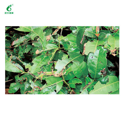 Tea Geometrid Common Pests Kill Organic Chinese Tea Good Effect Ecotropis Obliqua Nuclear Polyhedrosis Virus