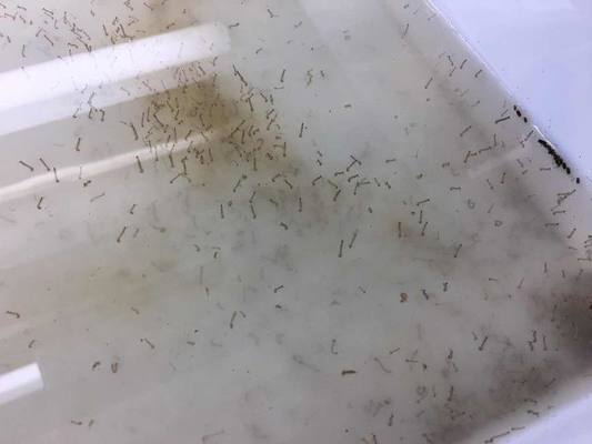 1200ITU/mg Mosquito Larva Wigglers Killer Insecticide Culex Aedes Anopheles Blackfly Larval